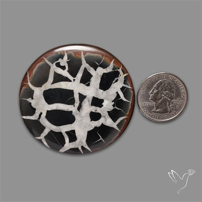 Black Septarian Fossil Cabochon