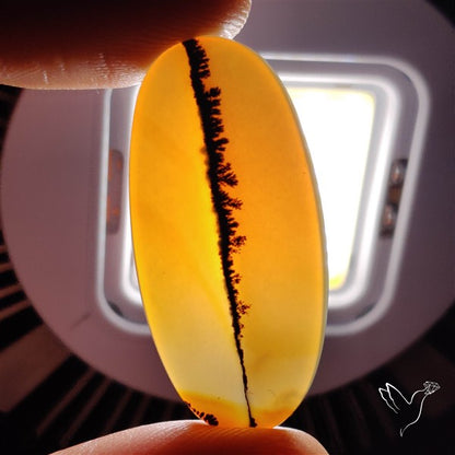Scenic Agate Cabochon