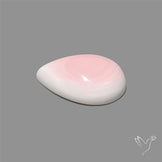 Pink Conch Shell Cabochon