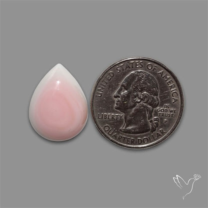 Pink Conch Shell Cabochon