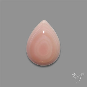 Pink Conch Shell Cabochon