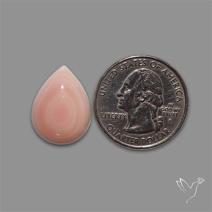 Pink Conch Shell Cabochon