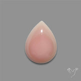 Pink Conch Shell Cabochon