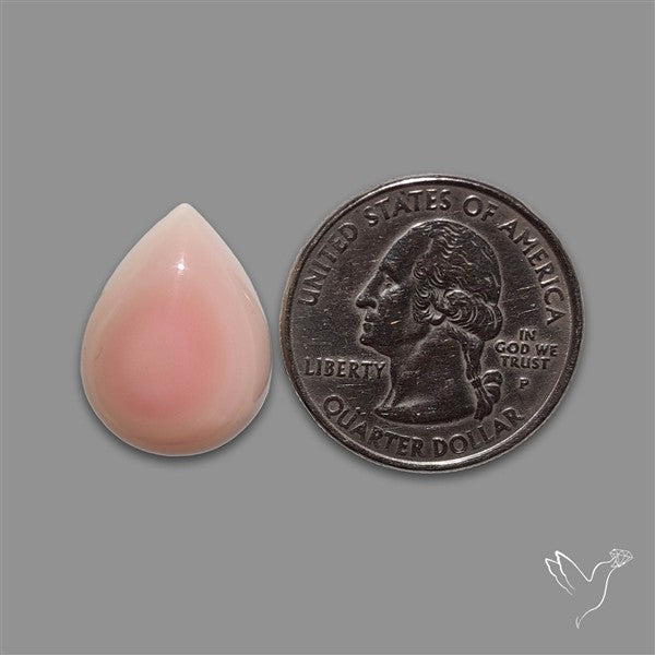 Pink Conch Shell Cabochon
