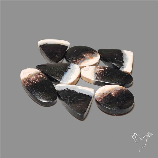 Indonesian Palmrooot Agate Cabochons Lot
