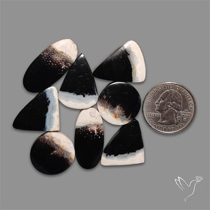 Indonesian Palmrooot Agate Cabochons Lot