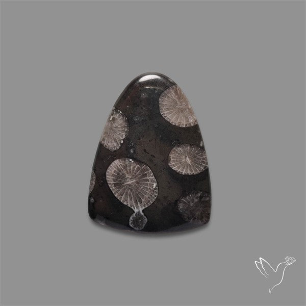 Black Fossil Coral Cabochon
