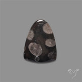 Black Fossil Coral Cabochon
