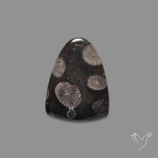 Black Fossil Coral Cabochon