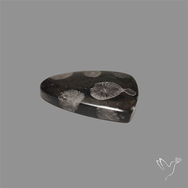 Black Fossil Coral Cabochon