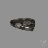 Black Fossil Coral Cabochon