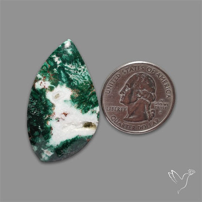 Parrot Wing Chrysocolla Cabochon
