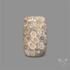 Fossil Coral Cabochon