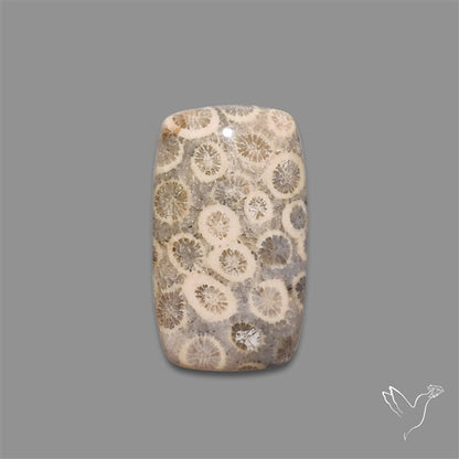 Fossil Coral Cabochon