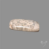 Fossil Coral Cabochon
