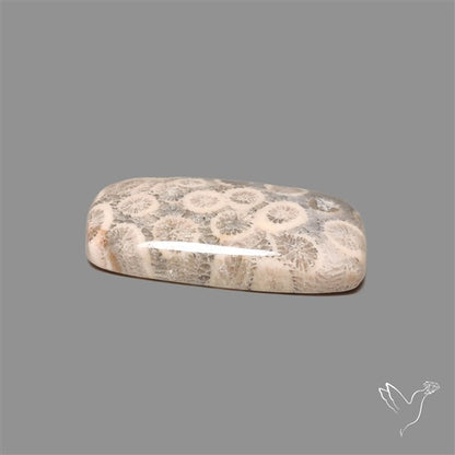 Fossil Coral Cabochon