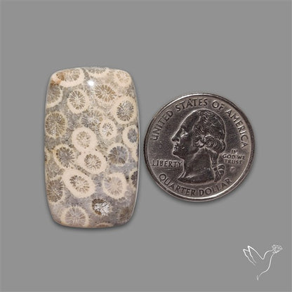 Fossil Coral Cabochon