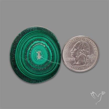 Rare Malachite Stalactite Slice