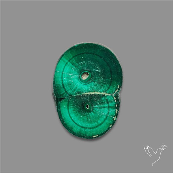 Rare Malachite Stalactite Slice wiith Chattoyancy