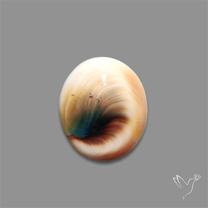 Shiva Eye Shell Cabochon