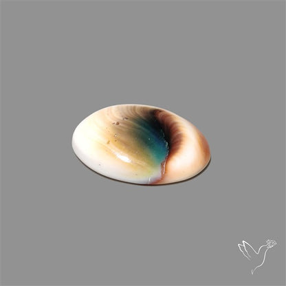 Shiva Eye Shell Cabochon
