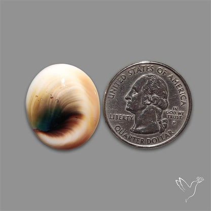 Shiva Eye Shell Cabochon
