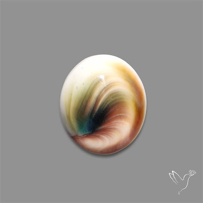 Shiva Eye Shell Cabochon