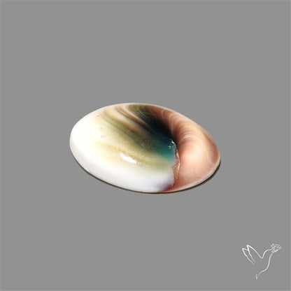 Shiva Eye Shell Cabochon