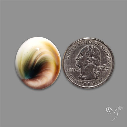 Shiva Eye Shell Cabochon