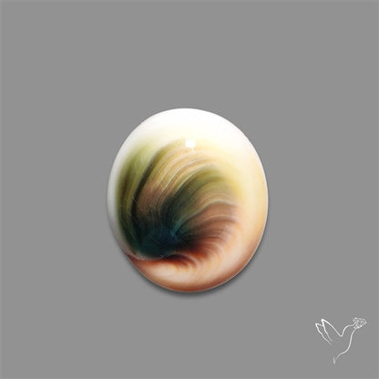 Shiva Eye Shell Cabochon