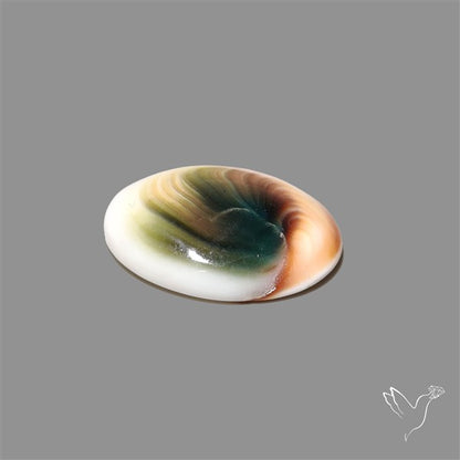 Shiva Eye Shell Cabochon