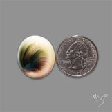 Shiva Eye Shell Cabochon
