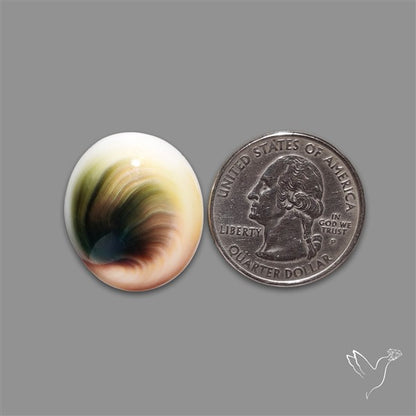 Shiva Eye Shell Cabochon