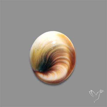 Shiva Eye Shell Cabochon