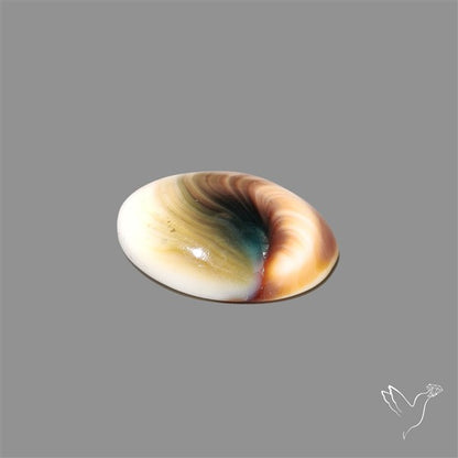 Shiva Eye Shell Cabochon