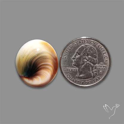Shiva Eye Shell Cabochon