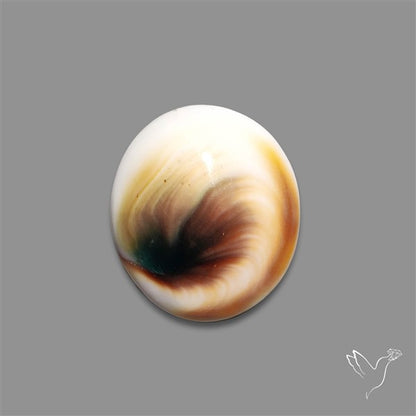 Shiva Eye Shell Cabochon