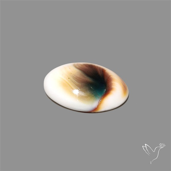 Shiva Eye Shell Cabochon