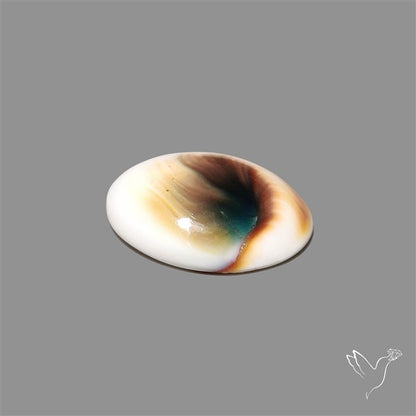 Shiva Eye Shell Cabochon