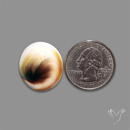 Shiva Eye Shell Cabochon