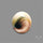 Shiva Eye Shell Cabochon