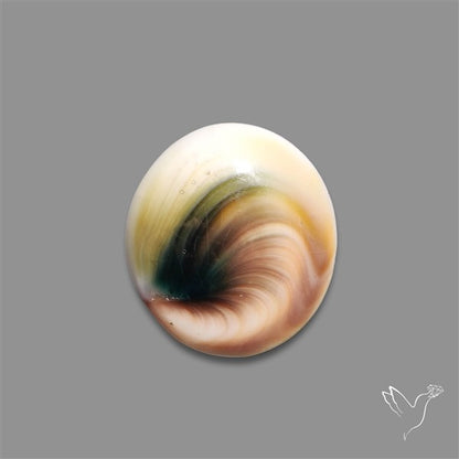 Shiva Eye Shell Cabochon