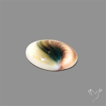 Shiva Eye Shell Cabochon