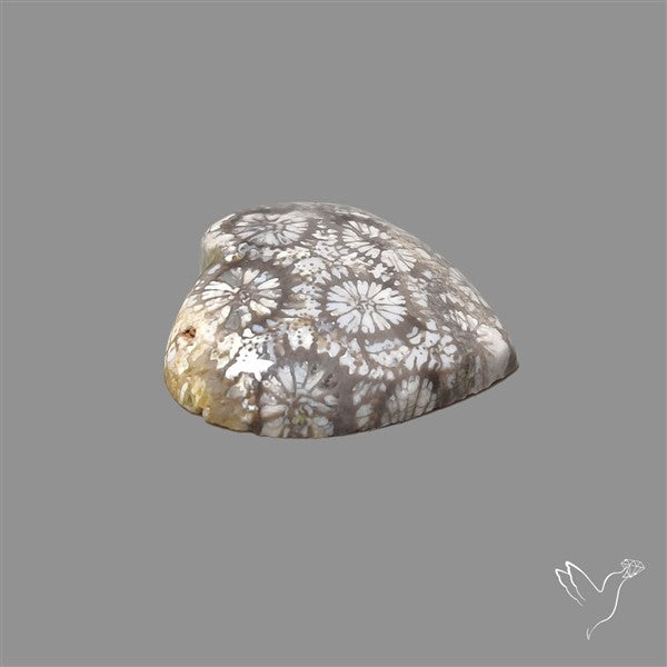 Fossil Coral Heart Cabochon
