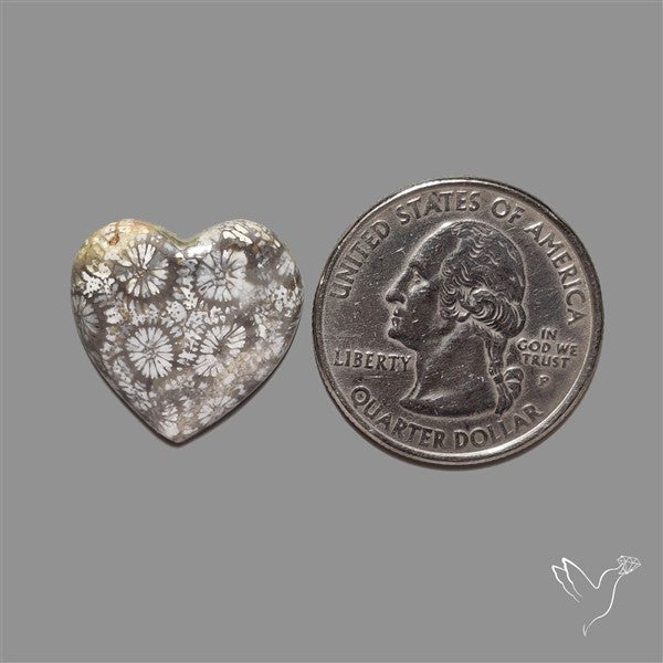 Fossil Coral Heart Cabochon