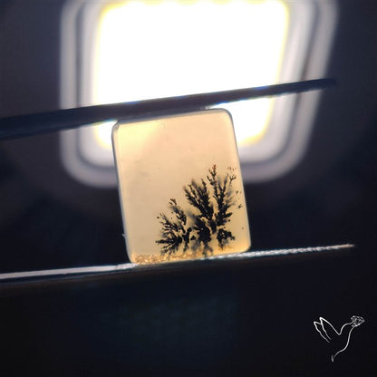 Scenic Agate Cabochon