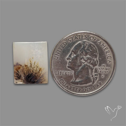 Scenic Agate Cabochon