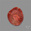Utah Red Horn Coral Slice