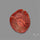 Utah Red Horn Coral Slice