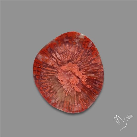 Utah Red Horn Coral Slice